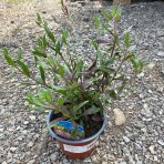 Gaura Lindheimerova (Gaura Lindheimeri) ´ROSY JANE´ kont. C1.5L